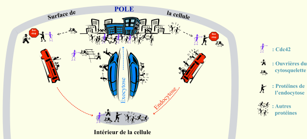 FIGURE 2 COLORlowdef