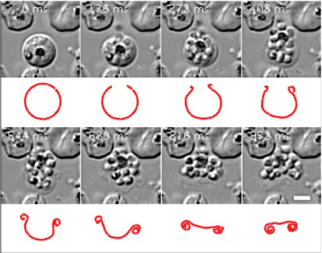 redbloodcellmembranedynamicsegress